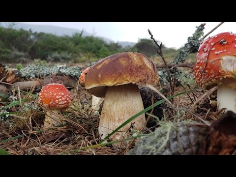 Amanita Muscaria 🍄 Fly Agaric and Porcini Mushroom Hunting