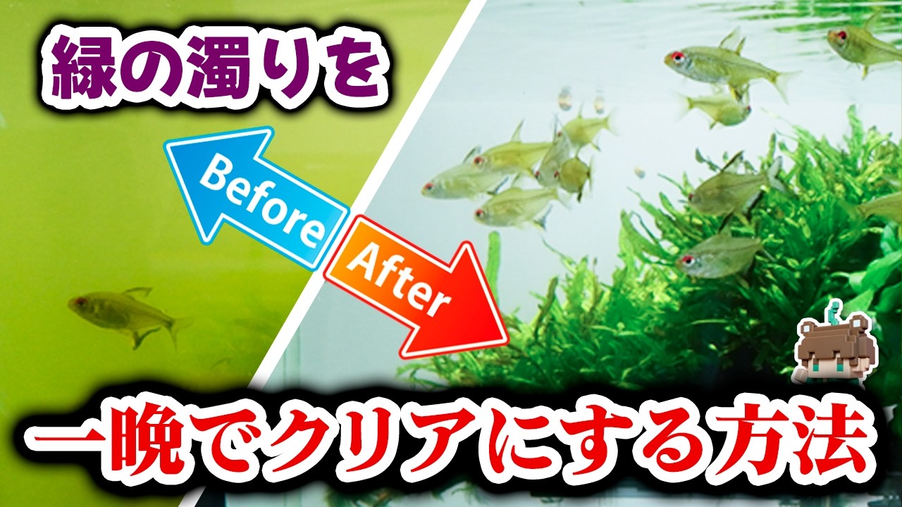 ド緑のグリーンウォーターが翌朝クリアに！効果抜群即効性のあるエーハイムリーフレックスUV350UV殺菌灯は水換えも遮光もタニシも不要【ビバアクア】#アクアリウム #熱帯魚