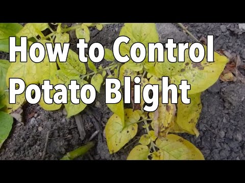 , title : 'Blight: 5 Ways to Control Potato Blight (Late Blight)