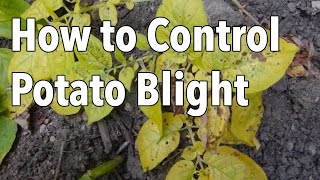 Blight: 5 Ways to Control Potato Blight (Late Blight)