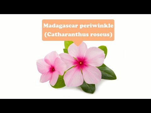 , title : 'Happy memories, faithfulness, youth, purity, strength--Madagascar periwinkle'