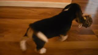 Video preview image #1 Beagle Puppy For Sale in REASNOR, IA, USA