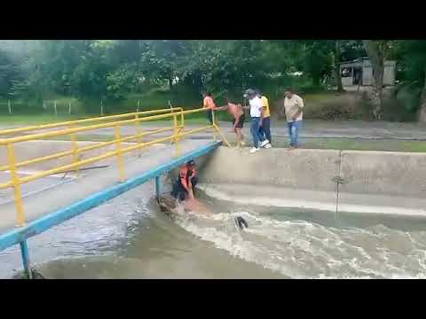 Portuguesa.. Agua blanca 