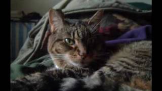 Happy Rhodes - "Terra Incognita" (starring Doper kitties)