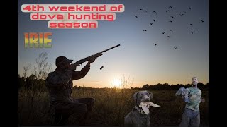 4th Weekend Of Dove Hunting Season In Jamaica 2021 { Evening Shoot with Ramon }
