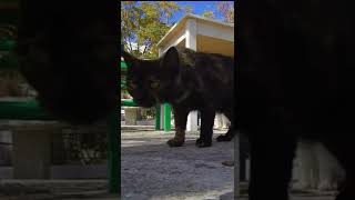 Download lagu suara kucing betina memanggil jantan minta kawin mp3 Download lagu suara kucing betina memanggil jantan minta kawin mp3