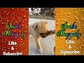 Funniest Fails Of The Year Compilation 4 Puppy Fun Moments Real Tom Jerry