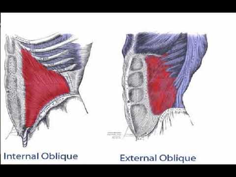 fogyni obliques