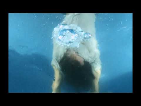 Desassossego N.1 - Bernardo Bravo