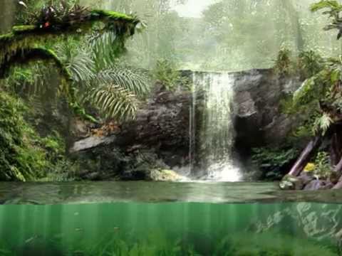 Bruce Cockburn - If a tree falls