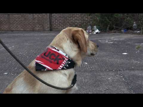 Revenge Of The Psychotronic Man - Hectic Danger Day