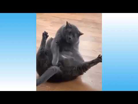 Weekly Funny Cats 😹 And Dogs 🐶 Videos   Try Not To Laugh!