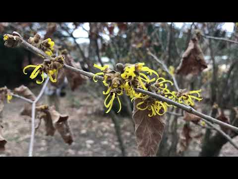 中国マンサク 植物
