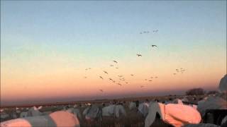 preview picture of video 'Snow goose hunting - Saskatchewan 2014'