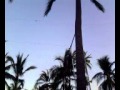 Circus Trapeze Double Back Flip Aranha