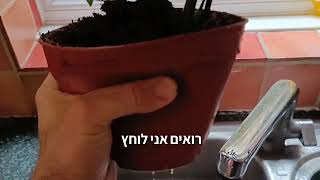 איך יכול להיות שעציץ פלסטיק פשוט יכול להיות מצוין לגידול צמחי בית?