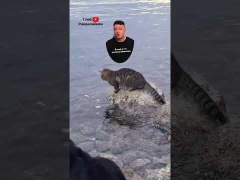 Почему Кошки Не Одомашнились Полностью 😼