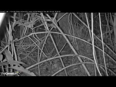 Earthquake at Boca Brava—Lance-tailed Manakin Cam