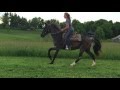 Bella Run Equine Carousel ADOPTED