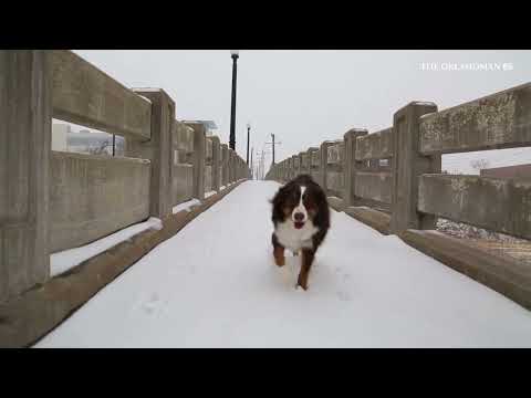 Snow falls in Oklahoma City as winter storm begins