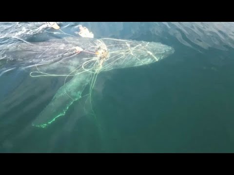 Rührende Rettung in Kanada: Buckelwal aus Fischnetzen befreit