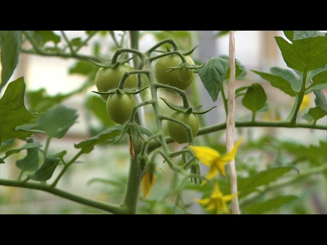 Академия на грядках 16 июня 2021