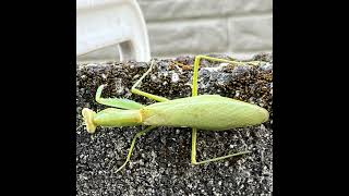 モンハン　ワイルズ