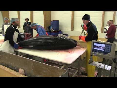 Túnfiskur í Grindavík // Sjónvarp Víkurfrétta í ágúst 2015