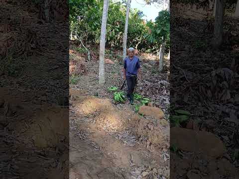 Zona rural de tiriri Piraí do norte Bahia Lugar fantástico.