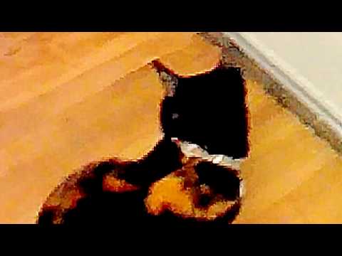 My cat talk at me go outside :-) :-)