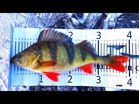 AHVENEN PILKINTÄ MERELLÄ MATALASTA | 2021 KAUDEN ALOITUS | #PILKKIMINEN | AHVENENKALASTUS