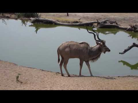 Djuma: Two Kudu bulls - 09/27/18