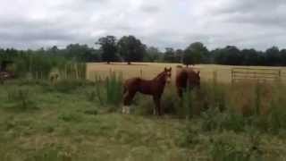 Top Shelf Wood- 3-4months old