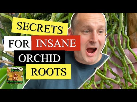 SECRETS FOR INSANE ORCHID AIR ROOTS / ORCHID ROOTS GONE WILD VANDA SERIES PART 1