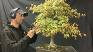 Erster Frühling schnitt: Bonsai Acer Palmatum