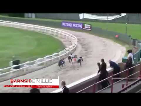 Barnside Millie - BGBF British Bred Oaks - Heat 2
