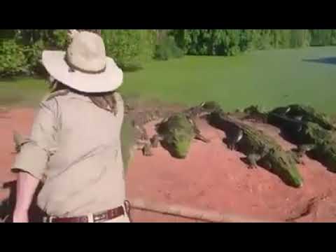 Alligator Eats Other Alligator's Arm Thinking It Was The Food Just Tossed To Them