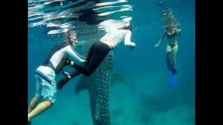 preview picture of video 'OSLOB WHALE SHARKS1'