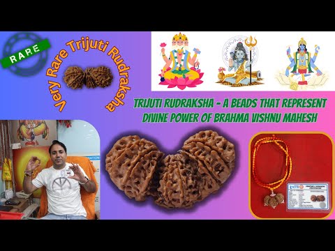 Very Rare-Trijuti Rudraksha l अति दुर्लभ त्रिजुटी रूद्राक्ष जो प्रतीक है ब्रह्मा, विष्णु & महेश का