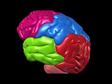BrainMaps