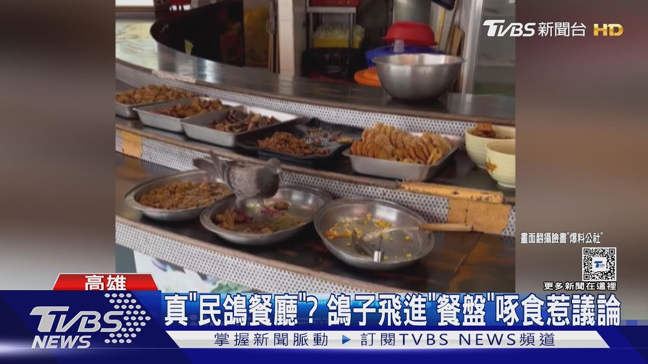 真有「人禽味」!民眾目擊鴿子站餐盤啄食 被控店家說話了