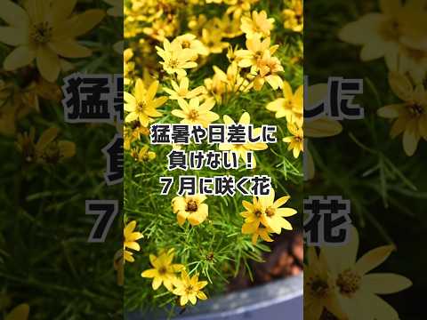 ウツギ グラシリス たくさんの花を咲かせる低木