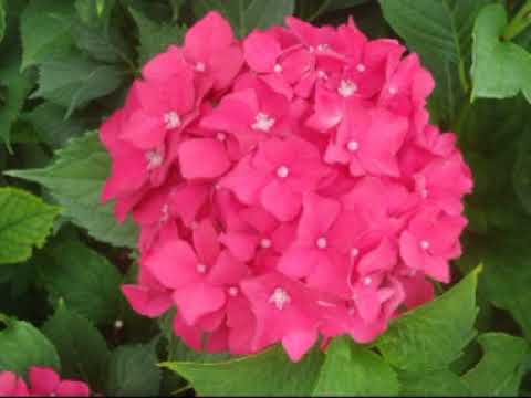 YESTERDAY = HIERAŬ, MI : Esperanto-cover. (Paul McCartney).