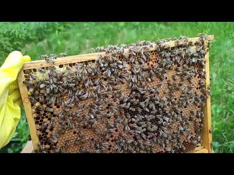 W pasiece odc. 17 - Tworzenie odkładu