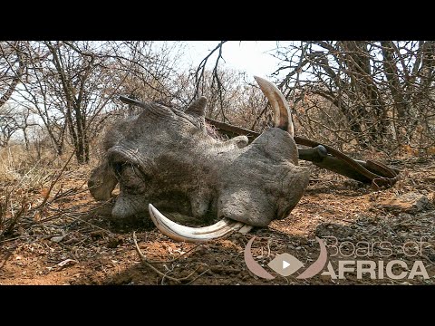 Weites Land und freies Wild - Jagd auf schwere Antilopen und große Keiler