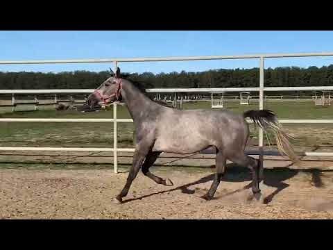 Holsteiner gelding born 2017 by Adagio de Talma from Quick Star - Calido I - Corrado I