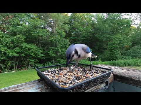 Rose-breasted Grosbeaks and Blue Jay