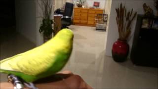 Budgie remembers house after 6 months away | The Reunion - Pedro Video #20 | Liz Kreate