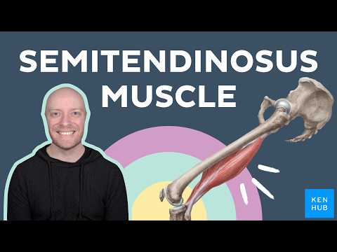 Anatomie & Behandlungswissen Videos – Interaktives Nachschlagewerk für Physio, Massage, Therapie 43 Semitendinosus muscle: Anatomy and functions