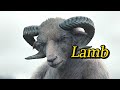 Lamb A Female Sheep Gives Birth To A Strange Creature With A Sheep Head And A Human Body
